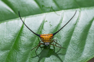 bug in Khaosok National Park