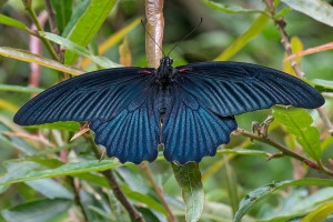 buttlefly in forest