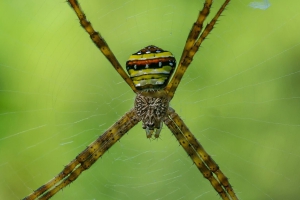 Spider in Khaosok National Park