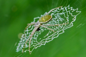 Spider Khaosok National Park